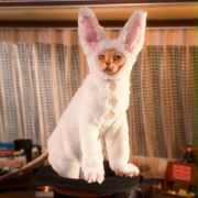 Cats & Dogs: The Revenge of Kitty Galore - galeria zdjęć - filmweb