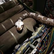 Snakes on a Plane - galeria zdjęć - filmweb