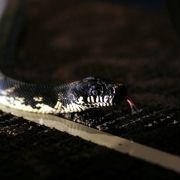 Snakes on a Plane - galeria zdjęć - filmweb