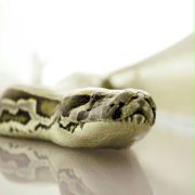 Snakes on a Plane - galeria zdjęć - filmweb