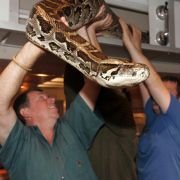 Snakes on a Plane - galeria zdjęć - filmweb