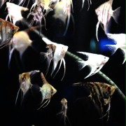 Zimna ryba - galeria zdjęć - filmweb