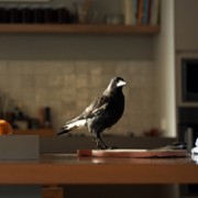 Penguin Bloom - galeria zdjęć - filmweb