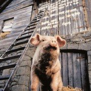 Animal Farm - galeria zdjęć - filmweb