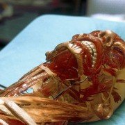 Hollow Man - galeria zdjęć - filmweb