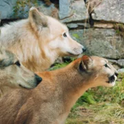 Zmiennokształtni 2 - galeria zdjęć - filmweb