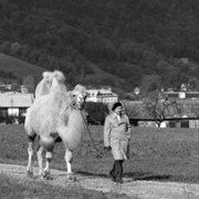 Duże zwierzę - galeria zdjęć - filmweb