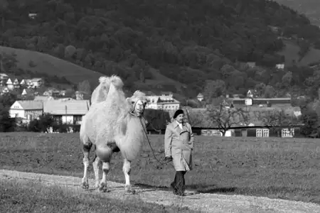 Duże zwierzę - galeria zdjęć - filmweb