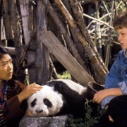 The Amazing Panda Adventure - galeria zdjęć - filmweb