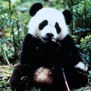 The Amazing Panda Adventure - galeria zdjęć - filmweb