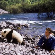 The Amazing Panda Adventure - galeria zdjęć - filmweb
