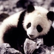 The Amazing Panda Adventure - galeria zdjęć - filmweb
