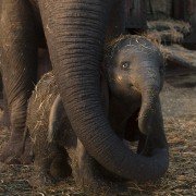 Dumbo - galeria zdjęć - filmweb
