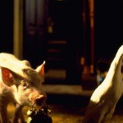 Babe - świnka z klasą - galeria zdjęć - filmweb