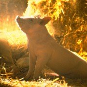 Babe - galeria zdjęć - filmweb