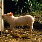 Babe - galeria zdjęć - filmweb