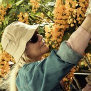 Gullregn - galeria zdjęć - filmweb
