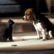 Psy i koty - galeria zdjęć - filmweb