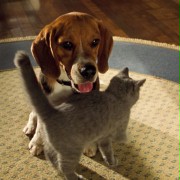 Cats & Dogs - galeria zdjęć - filmweb