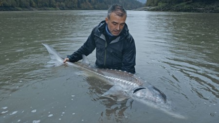 Sezon 1 Odcinek 5 Gigantyczny jesiotr