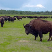Win the Wilderness: Alaska - galeria zdjęć - filmweb