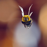Człowiek kontra pszczoła - galeria zdjęć - filmweb