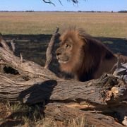 Magic Journey to Africa - galeria zdjęć - filmweb