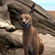 Magic Journey to Africa - galeria zdjęć - filmweb