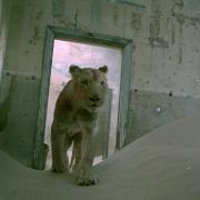 Magic Journey to Africa - galeria zdjęć - filmweb