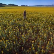 Magic Journey to Africa - galeria zdjęć - filmweb