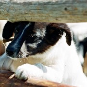 Jaskinia żołtego psa - galeria zdjęć - filmweb