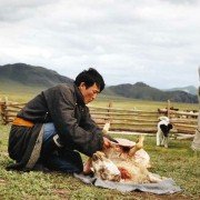 Die Höhle des gelben Hundes - galeria zdjęć - filmweb
