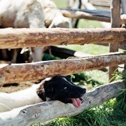 Die Höhle des gelben Hundes - galeria zdjęć - filmweb