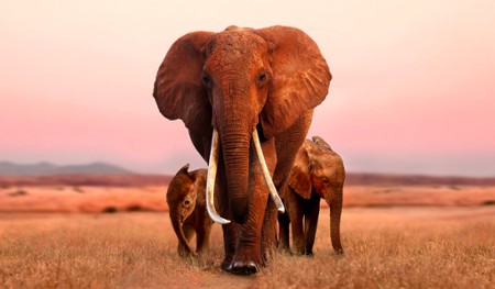 Królowa słoni - galeria zdjęć - filmweb