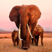 The Elephant Queen - galeria zdjęć - filmweb