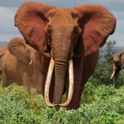 The Elephant Queen - galeria zdjęć - filmweb