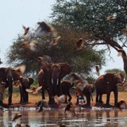 The Elephant Queen - galeria zdjęć - filmweb