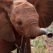 The Elephant Queen - galeria zdjęć - filmweb