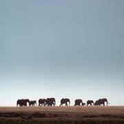 The Elephant Queen - galeria zdjęć - filmweb