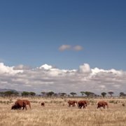 The Elephant Queen - galeria zdjęć - filmweb