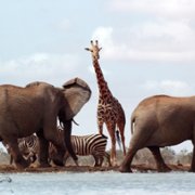 The Elephant Queen - galeria zdjęć - filmweb