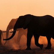 The Elephant Queen - galeria zdjęć - filmweb