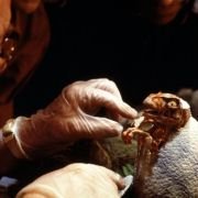 Park Jurajski - galeria zdjęć - filmweb