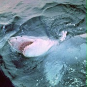 Jaws - galeria zdjęć - filmweb
