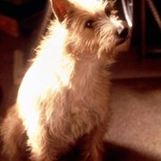 Three Wishes - galeria zdjęć - filmweb