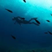 The Dive - galeria zdjęć - filmweb