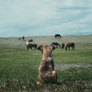 La perra - galeria zdjęć - filmweb