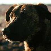La perra - galeria zdjęć - filmweb