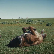 La perra - galeria zdjęć - filmweb