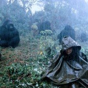 Gorillas in the Mist: The Story of Dian Fossey - galeria zdjęć - filmweb